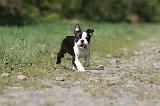 BOSTON TERRIER 209